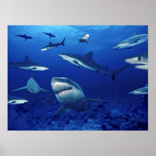 Haifisch-Terror vom tiefen Poster