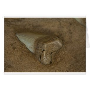 Haifisch-Zahn-Fossil