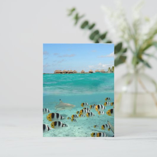 Haifische, die in der Bora-Bora-Lagune Fische jage Postkarte (Stehend Vorderseite)
