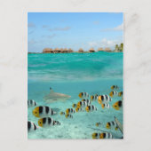 Haifische, die in der Bora-Bora-Lagune Fische jage Postkarte (Vorderseite)