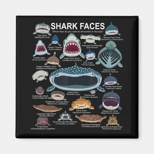 Haifische, die Sie Gewollt haben, um zu begegnen Magnet (Vorne)