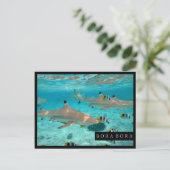 Haifische in der Bora Bora Lagune-Rahmenpostkarte Postkarte (Stehend Vorderseite)