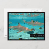 Haifische in der Bora Bora Lagune-Rahmenpostkarte Postkarte (Vorne/Hinten)