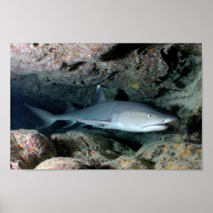 Haifischfisch-Zuhause personalize Destiny's Poster