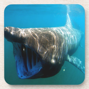 Haifischfische Tropischer Ozean Schicksal Geschenk Getränkeuntersetzer