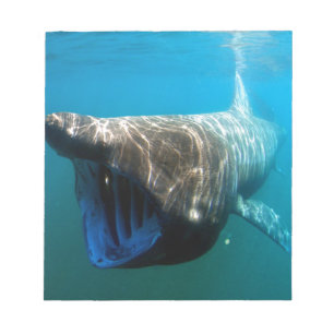 Haifischfische Tropischer Ozean Schicksal Geschenk Notizblock