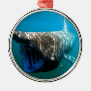 Haifischfische Tropischer Ozean Schicksal Geschenk Ornament Aus Metall