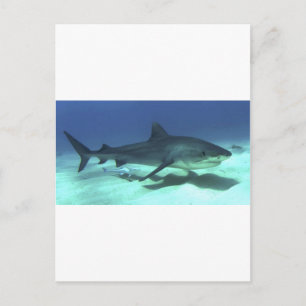 Haifischfische Tropischer Ozean Schicksal Geschenk Postkarte