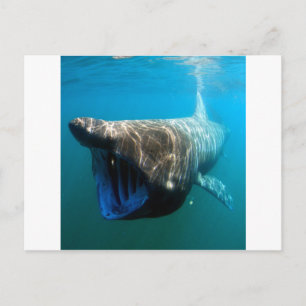 Haifischfische Tropischer Ozean Schicksal Geschenk Postkarte