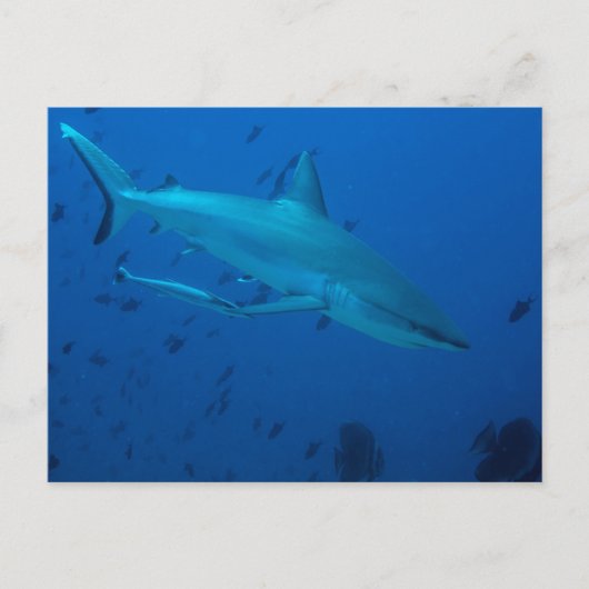 Haifischfotografie Postkarte (Vorderseite)