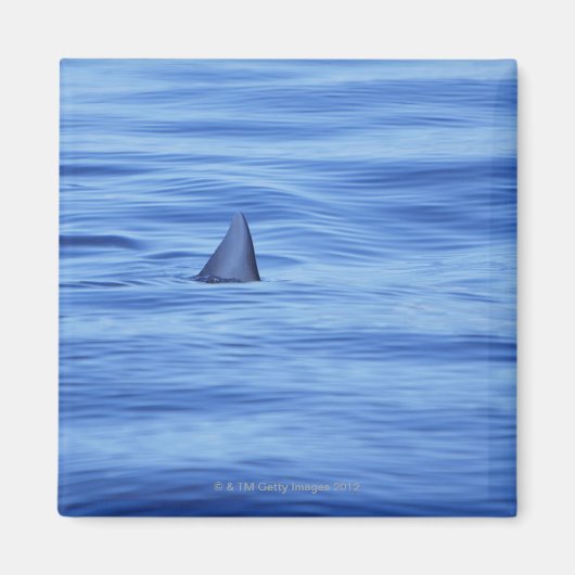 Haifischschwimmen im Meer Magnet (Vorne)