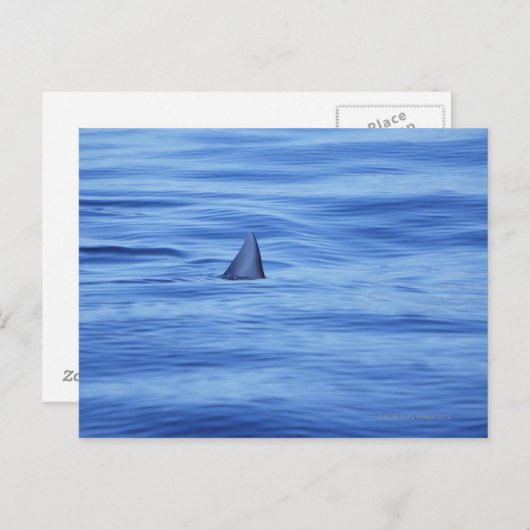 Haifischschwimmen im Meer Postkarte (Vorne/Hinten)