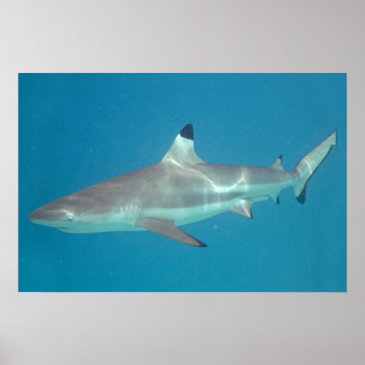 Haifischschwimmen unter Wasser Poster (Vorne)