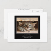 Haiku Katze 12 Postkarten (Vorne/Hinten)