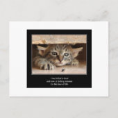 Haiku Katze 12 Postkarten (Vorderseite)