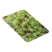 Haircap Moss Magnet (Rechte Seite)