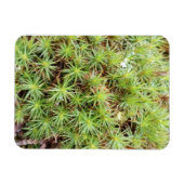 Haircap Moss Magnet (Horizontal)
