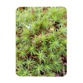 Haircap Moss Magnet