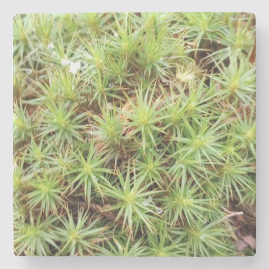 Haircap Moss Stone Coaster Steinuntersetzer (Vorderseite)