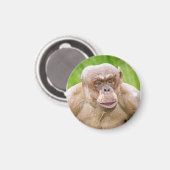 Hairless Chimpanze Magnet (Vorderseite/Rückseite)