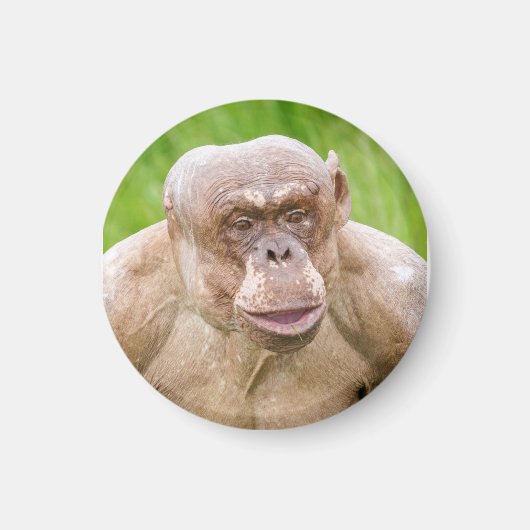 Hairless Chimpanze Magnet (Vorne)