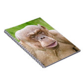 Hairless Chimpanze Notizblock (Rechte Seite)