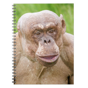 Hairless Chimpanze Notizblock