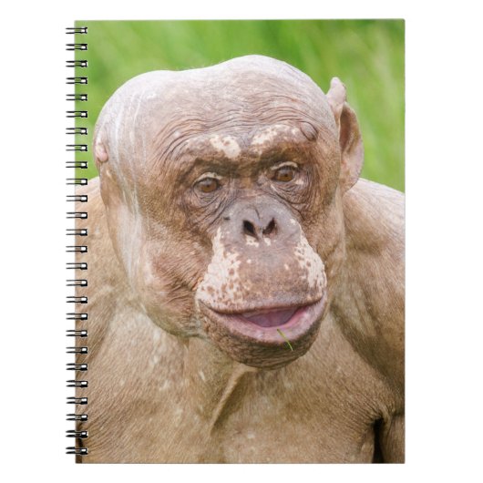 Hairless Chimpanze Notizblock (Vorderseite)