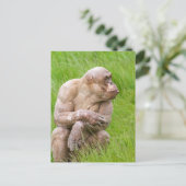 Hairless Chimpanze Postkarte (Stehend Vorderseite)
