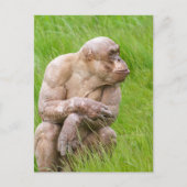 Hairless Chimpanze Postkarte (Vorderseite)