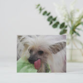 Hairless Chinese Crested Hund Postcard Postkarte (Stehend Vorderseite)