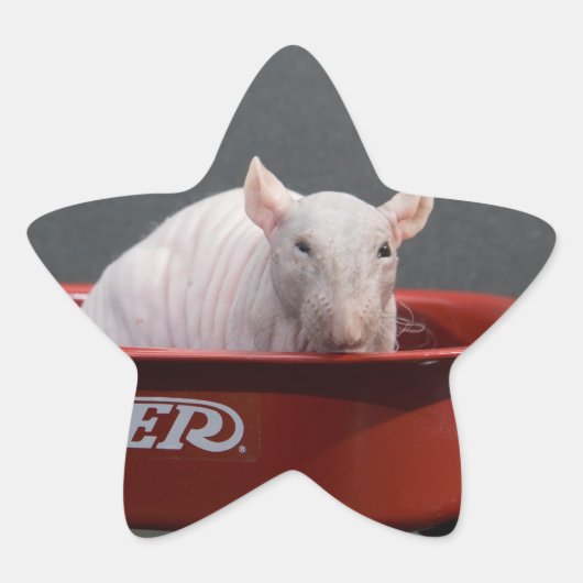 HAIRLESS RAT STAR STICKER (Vorderseite)