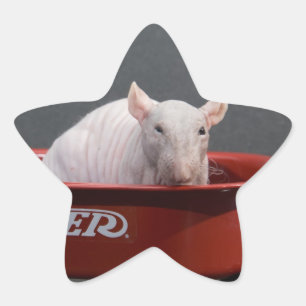 HAIRLESS RAT STAR STICKER
