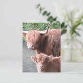 Hairy Coos: Rinder im Hochland Postkarte (Stehend Vorderseite)