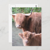 Hairy Coos: Rinder im Hochland Postkarte (Vorne/Hinten)