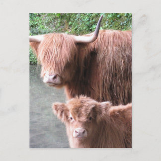 Hairy Coos: Rinder im Hochland Postkarte