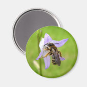 Hairy Footed Blume Bee Magnet (Vorderseite/Rückseite)