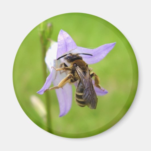 Hairy Footed Blume Bee Magnet (Vorne)