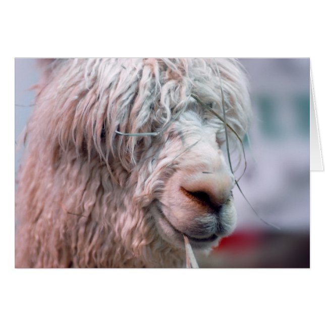 Hairy the Alpaca (Vorderseite (Horizontal))