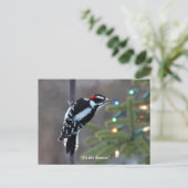 Hairy Woodpecker zu Weihnachten Postkarte (Stehend Vorderseite)