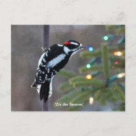 Hairy Woodpecker zu Weihnachten Postkarte