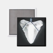 Haizahn Magnet (Vorderseite/Rückseite)