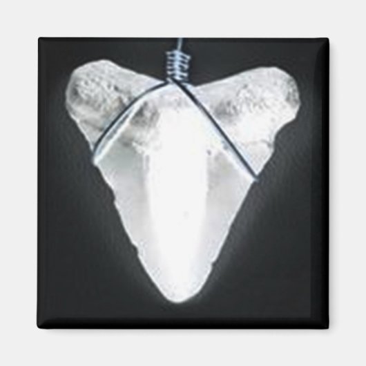 Haizahn Magnet (Vorne)