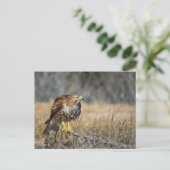 Hakenauge Postkarte (Stehend Vorderseite)