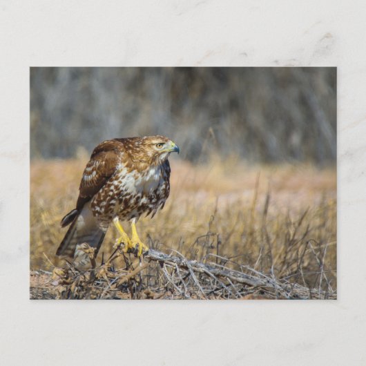 Hakenauge Postkarte (Vorderseite)