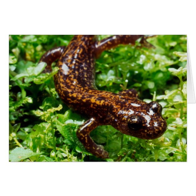 Hakone Salamander (Vorderseite (Horizontal))
