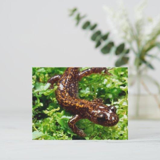 Hakone Salamander Postkarte (Stehend Vorderseite)