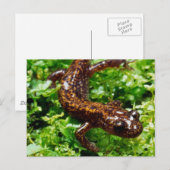 Hakone Salamander Postkarte (Vorne/Hinten)