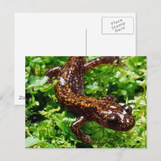 Hakone Salamander Postkarte (Vorne/Hinten)