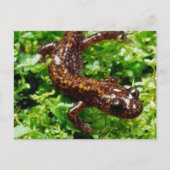 Hakone Salamander Postkarte (Vorderseite)